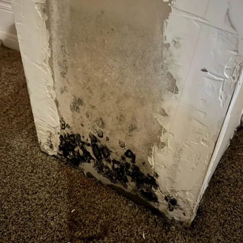 Professional Mold Removal in Center Point, AL